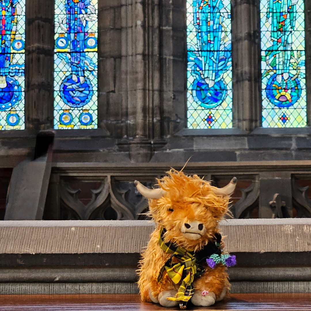 Highland coo in cathedral by stained glass windows